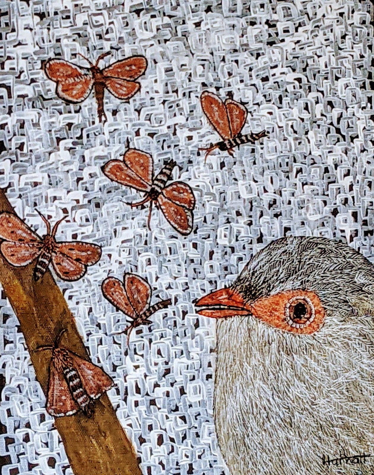 Hungry Wren 